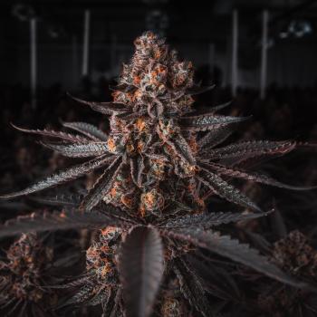 Samen 3x AK 47 Automatik Blow Seeds